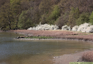 Slån, Prunus spinosa